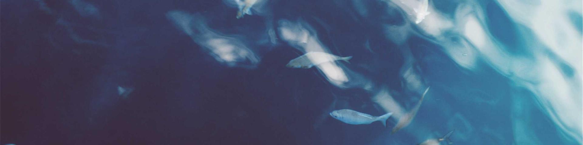banner2